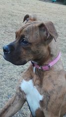 Boxer Dogs for adoption in Melbourne, FL, USA