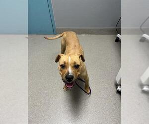 American Pit Bull Terrier-Unknown Mix Dogs for adoption in Las Vegas, NV, USA