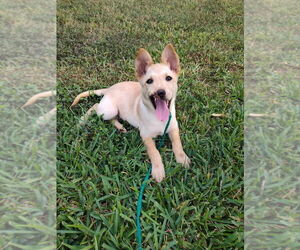 Mutt Dogs for adoption in New York, NY, USA