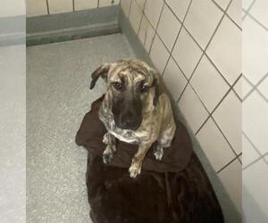 American Pit Bull Terrier Dogs for adoption in Pasadena, TX, USA