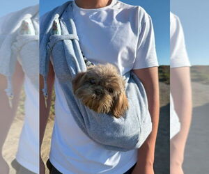 Shih Tzu Dogs for adoption in Pacifica, CA, USA