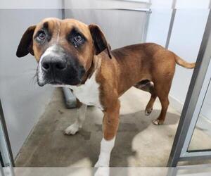 Boxer-Unknown Mix Dogs for adoption in Mobile, AL, USA
