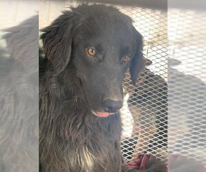 Border Collie-Unknown Mix Dogs for adoption in Bakersfield, CA, USA