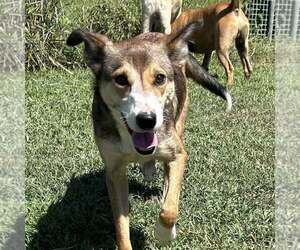 Mutt Dogs for adoption in Minneapolis, MN, USA