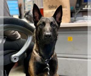 Mutt Dogs for adoption in Stockton, CA, USA