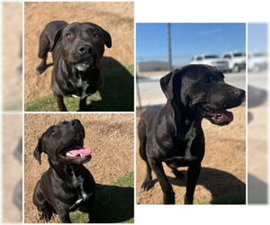 American Pit Bull Terrier Dogs for adoption in HESPERIA, CA, USA