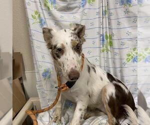 Australian Shepherd Dogs for adoption in Modesto, CA, USA