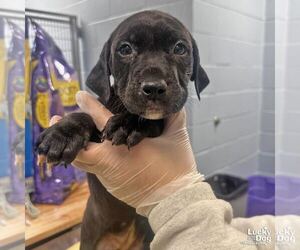Labrador Retriever-Unknown Mix Dogs for adoption in Washington, DC, USA