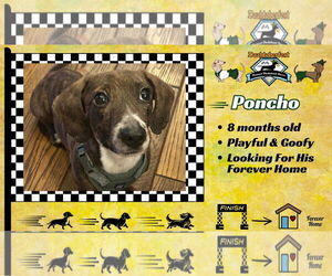 Dachshund-Unknown Mix Dogs for adoption in San Antonio, TX, USA