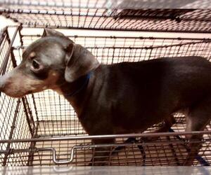 Miniature Pinscher-Unknown Mix Dogs for adoption in Martinez, CA, USA