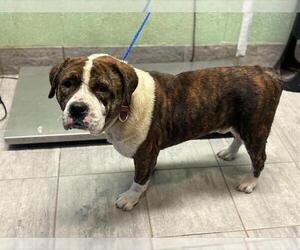 American Bulldog-Unknown Mix Dogs for adoption in Grand Prairie, TX, USA