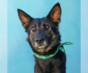 German Shepherd Dog Dogs for adoption in Pasadena, CA, USA