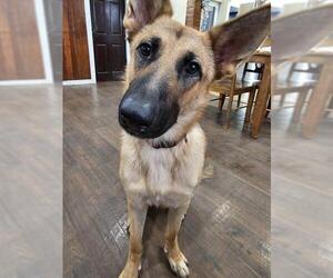 German Shepherd Dog Dogs for adoption in San Antonio, TX, USA