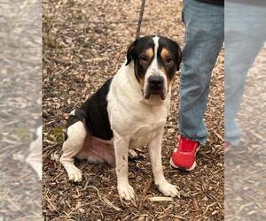 Bloodhound-Saint Bernard Mix Dogs for adoption in Peoria, IL, USA