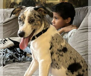 Mutt Dogs for adoption in Brooklyn Center, MN, USA