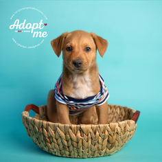 Medium Photo #1 Labrador Retriever-Red Heeler Mix Puppy For Sale in Pearland, TX, USA