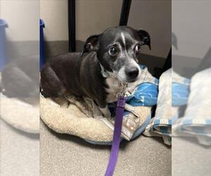 Chihuahua-Unknown Mix Dogs for adoption in Las Vegas, NV, USA