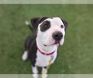 American Pit Bull Terrier-Unknown Mix Dogs for adoption in Las Vegas, NV, USA