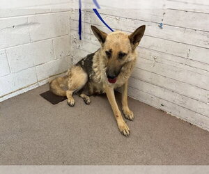 German Shepherd Dog Dogs for adoption in San Bernardino, CA, USA
