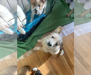 Mutt Dogs for adoption in Garden City, NY, USA