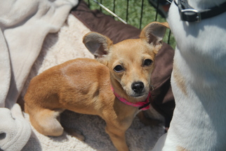 Medium Photo #1 Chihuahua-Unknown Mix Puppy For Sale in San Francisco, CA, USA