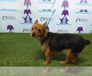 Australian Terrier Dogs for adoption in Orlando, FL, USA
