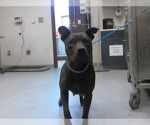 Mutt Dogs for adoption in Fayetteville, NC, USA