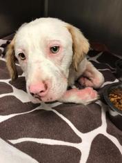 Clumber Spaniel Dogs for adoption in Columbus, GA, USA