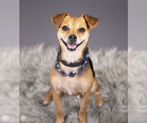 Jack Chi Dogs for adoption in Princeton, MN, USA