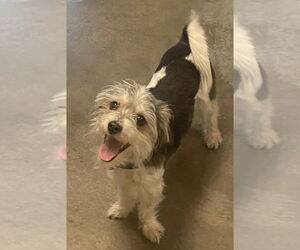 Mutt Dogs for adoption in Royal Palm Beach, FL, USA