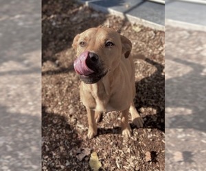 Bulloxer Dogs for adoption in Warwick, RI, USA
