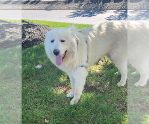 Great Pyrenees-Unknown Mix Dogs for adoption in Croydon, NH, USA