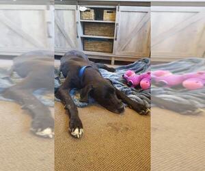 Great Dane Dogs for adoption in Parker Ford, PA, USA