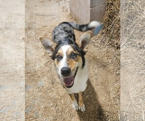 Mutt Dogs for adoption in Tracy City, TN, USA