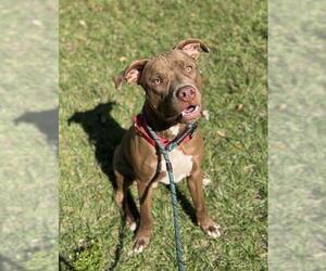 American Staffordshire Terrier Dogs for adoption in Fort Lauderdale, FL, USA