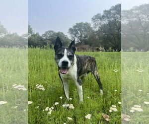 American Boston Bull Terrier Dogs for adoption in St. Cloud, MN, USA