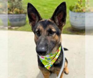 German Shepherd Dog Dogs for adoption in Camarillo, CA, USA