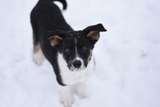 Border Collie-Unknown Mix Dogs for adoption in Dodson, MT, USA