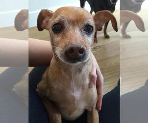 Miniature Pinscher Dogs for adoption in Boise, ID, USA
