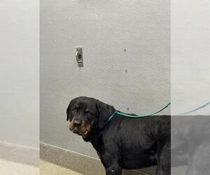 Rottweiler-Unknown Mix Dogs for adoption in Las Vegas, NV, USA