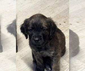 Golden Retriever-Unknown Mix Dogs for adoption in Bolivar, MO, USA