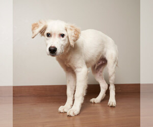 Golden Retriever Dogs for adoption in Eden Prairie, MN, USA