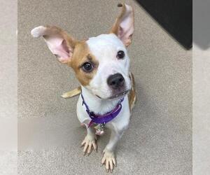 American Pit Bull Terrier-Unknown Mix Dogs for adoption in Aurora, CO, USA