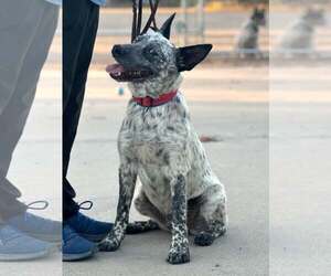 Mutt Dogs for adoption in Paso Robles, CA, USA