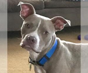 American Pit Bull Terrier-Unknown Mix Dogs for adoption in Doylestown, PA, USA