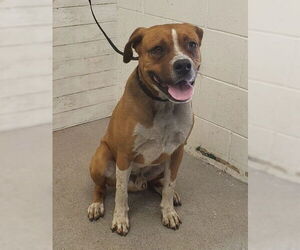 Bullboxer Pit Dogs for adoption in San Bernardino, CA, USA