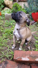 Medium Photo #1 Dachshund-Unknown Mix Puppy For Sale in See Website, CA, USA
