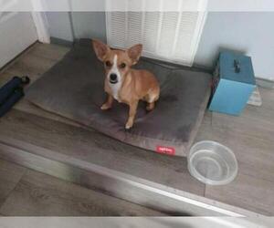 Chihuahua Dogs for adoption in Pipe Creek, TX, USA
