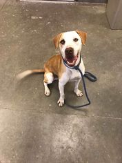 Beabull Dogs for adoption in Chandler, AZ, USA