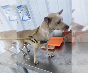 Chihuahua Dogs for adoption in Bakersfield, CA, USA